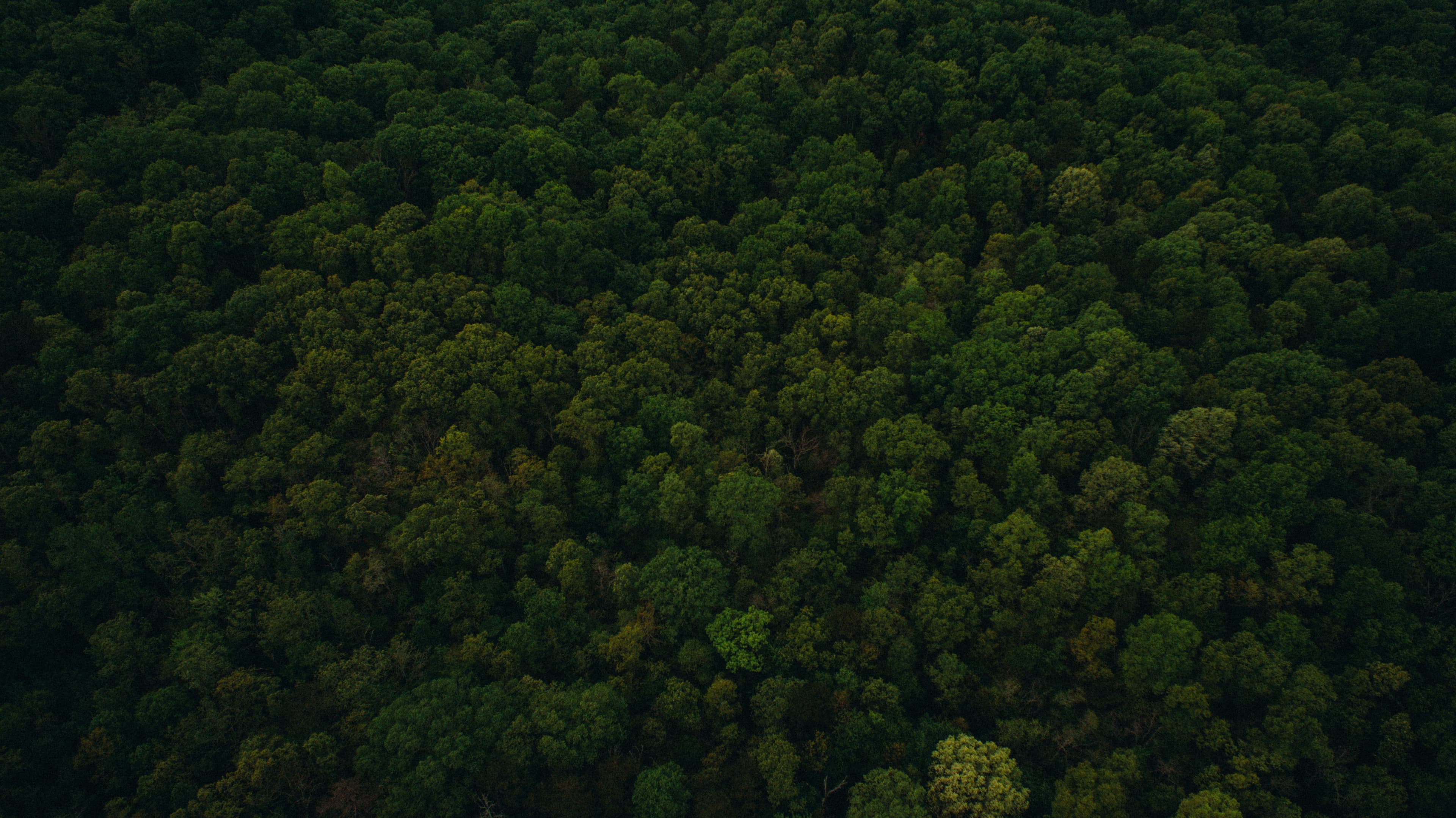 Aerial view of dense forest canopy representing wildlife census and habitat observation work.
